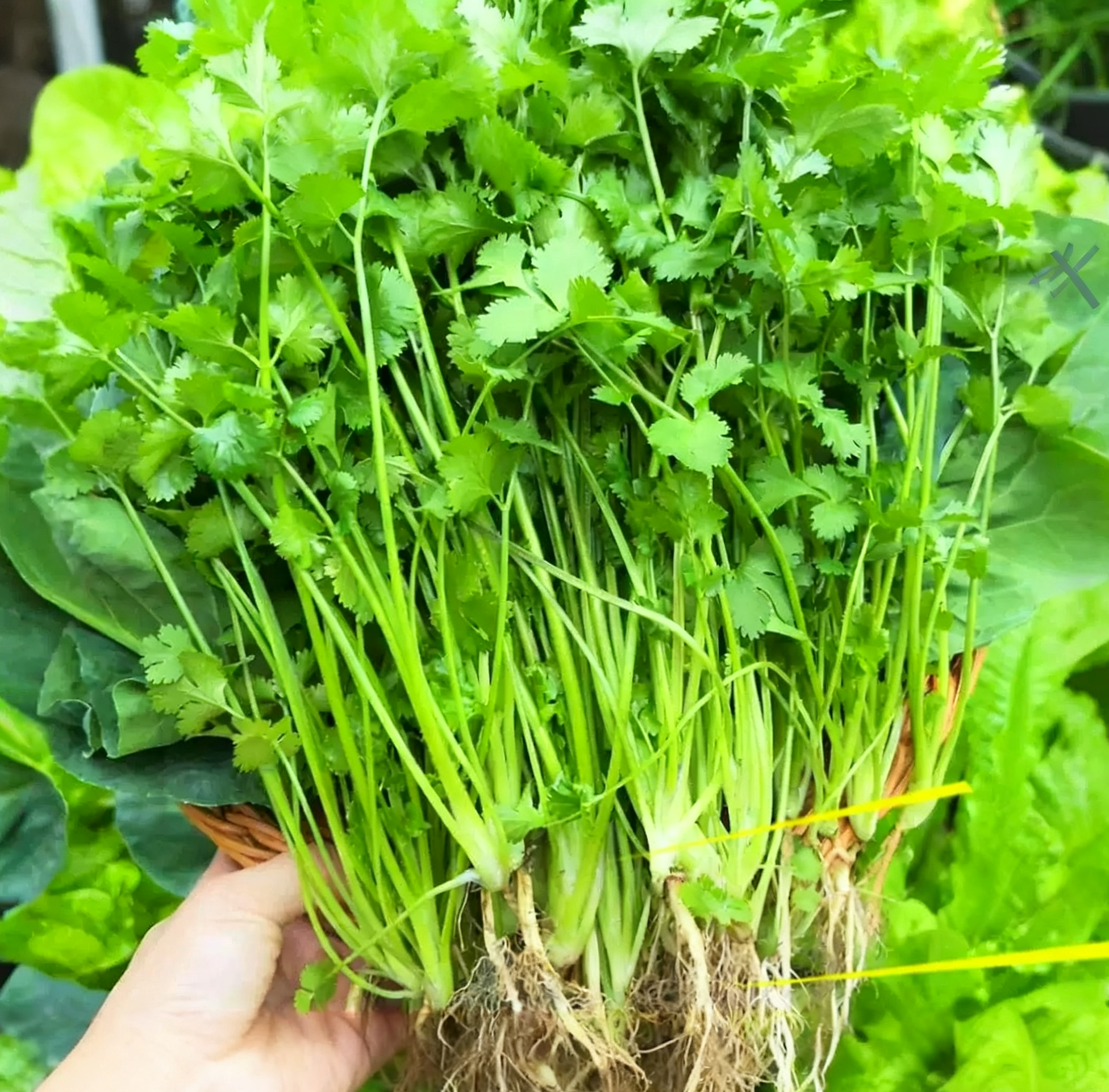 大叶香菜种子四季可播香菜籽阳台庭院大田种植蔬菜种子 - Image 5